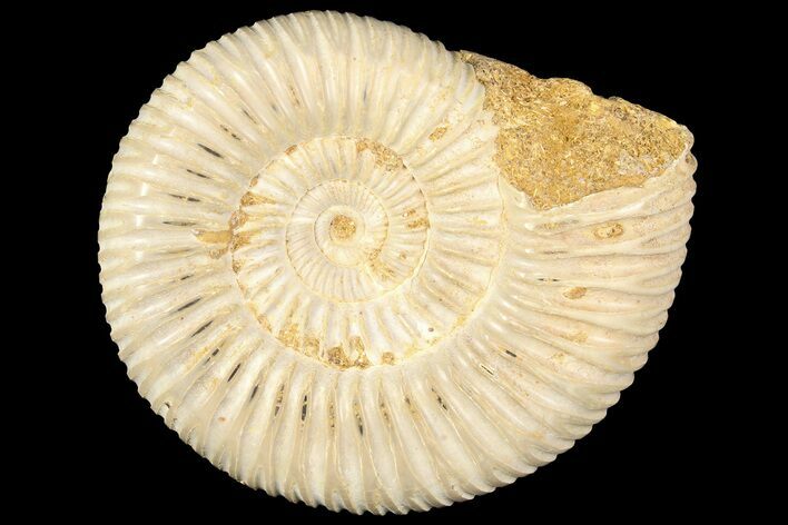 Polished Jurassic Ammonite (Perisphinctes) - Madagascar #185306